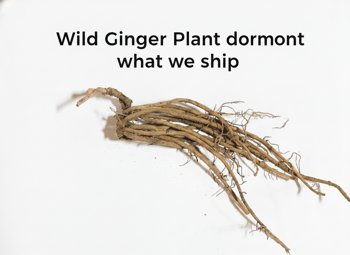 Wild Ginger Plant