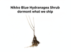 Nikko Blue Hydrangea Shrub