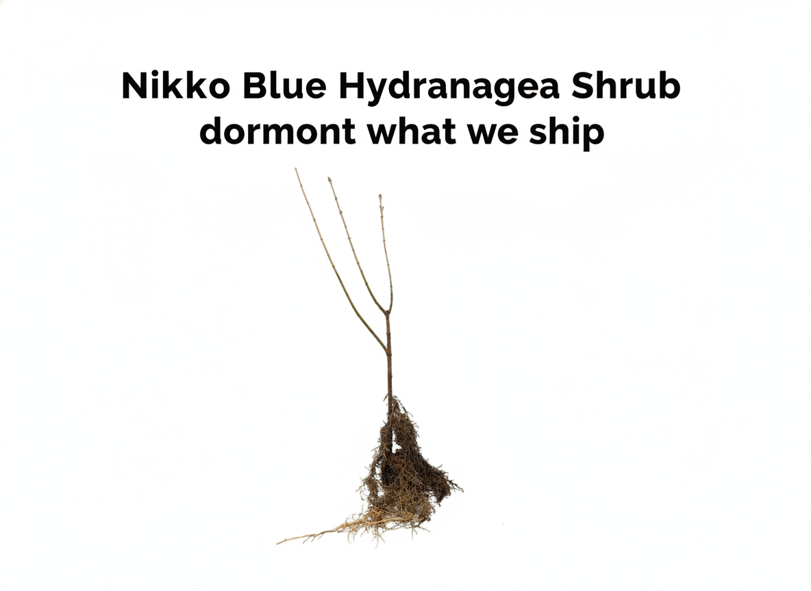 Nikko Blue Hydrangea Shrub