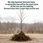 Red Maple Tree