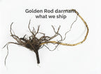 Golden Rod