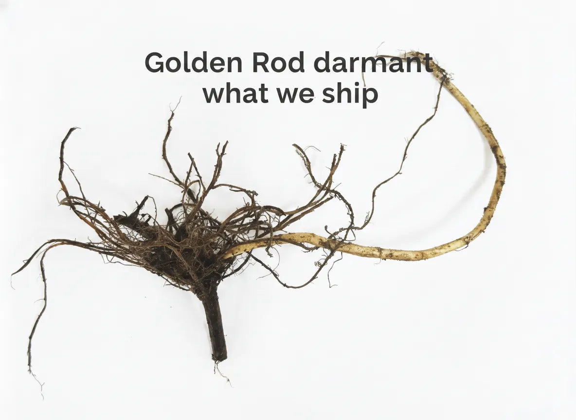 Golden Rod