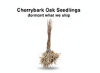 Cherrybark Oak Seedlings