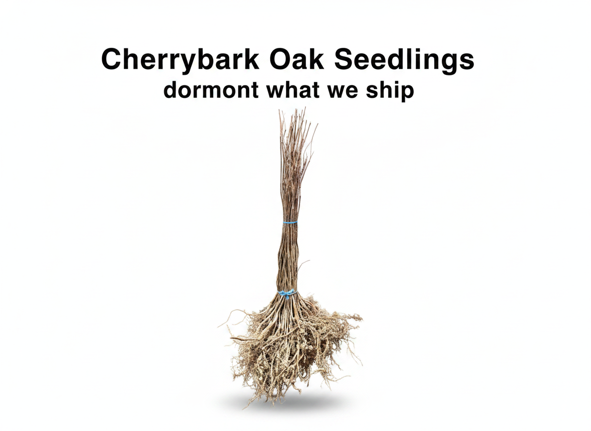 Cherrybark Oak Seedlings