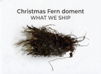 Christmas Fern