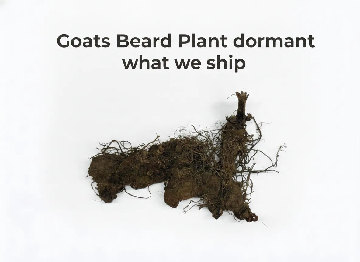 Goats Beard Plant