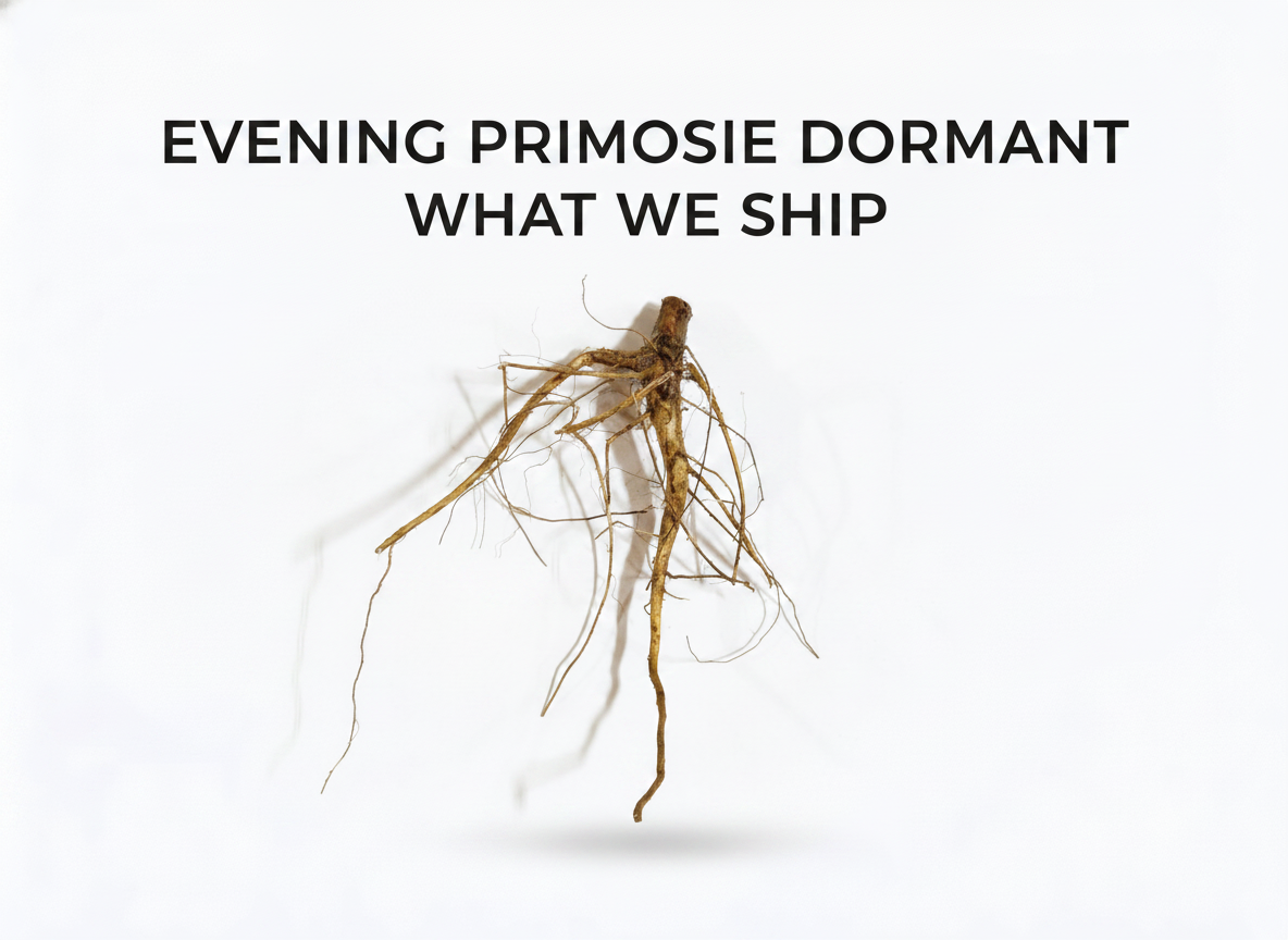 Evening Primrose