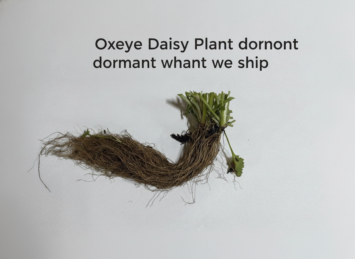 Oxeye Daisy Plant