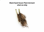 Black Eyed Susan Plant