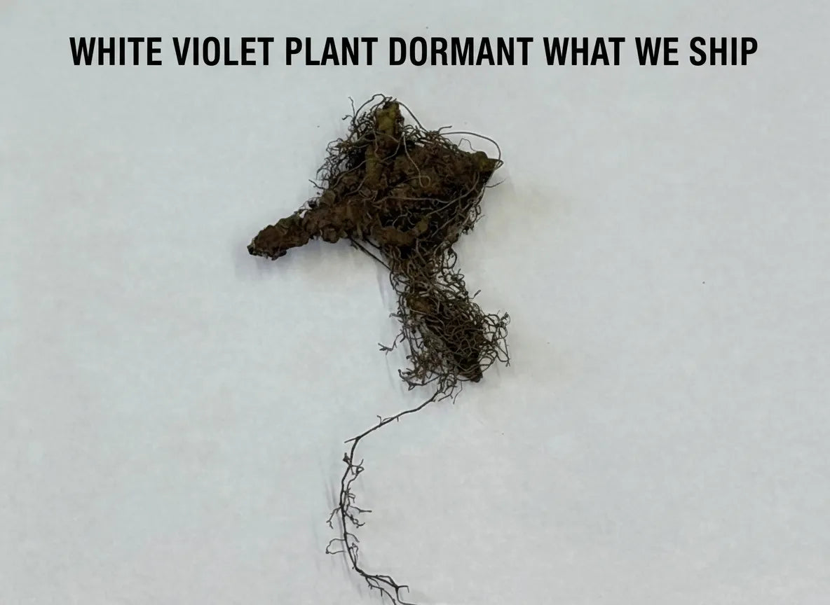 White Violet Plant