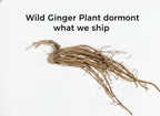 Wild Ginger Plant