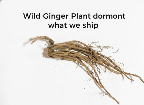Wild Ginger Plant