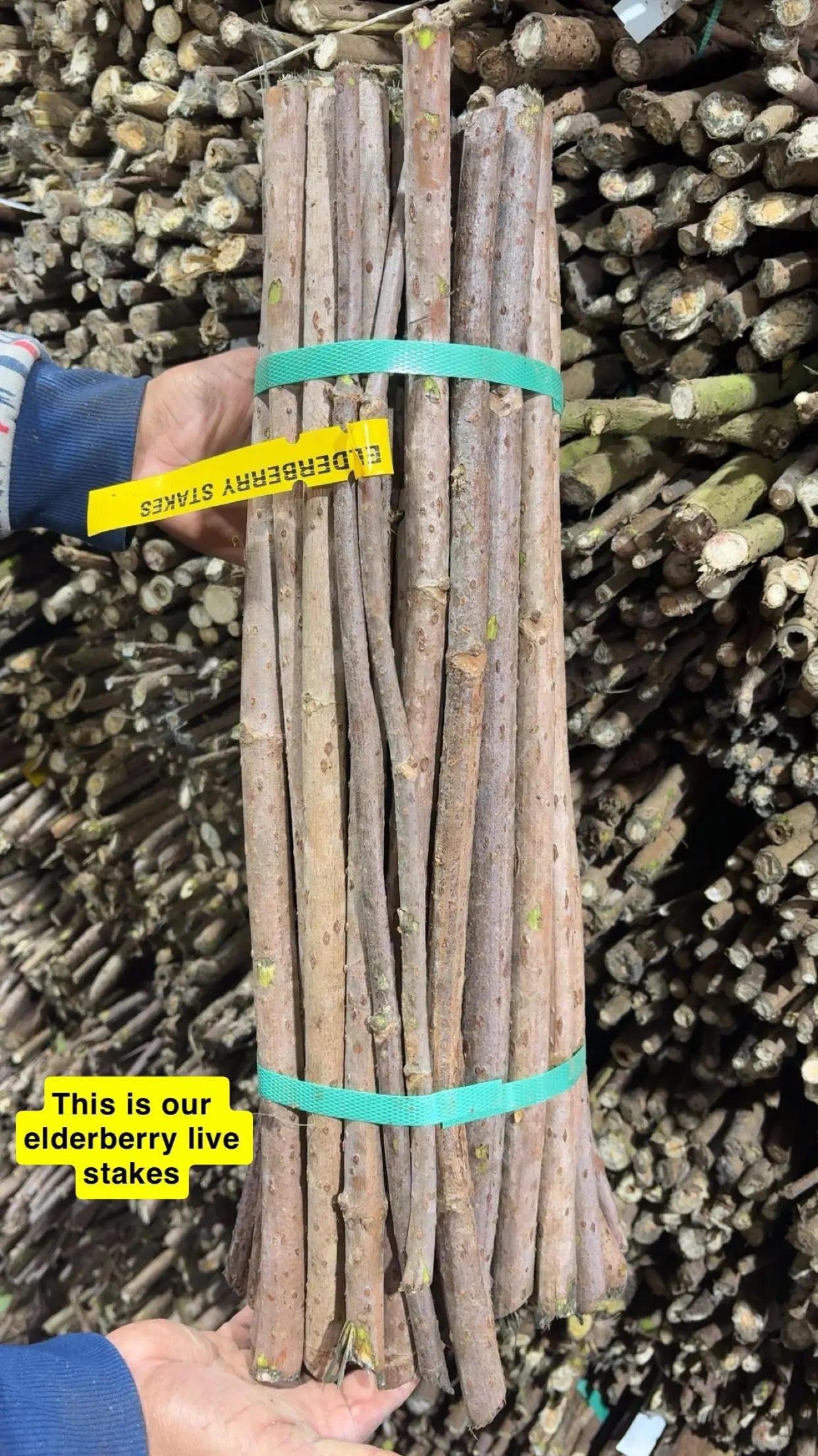 Bundled elderberry live stakes tied with green straps labeled for sale