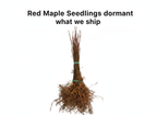 Red Maple Seedlings