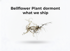 Bellflower Plant
