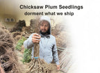 Chickasaw Plum Seedlings