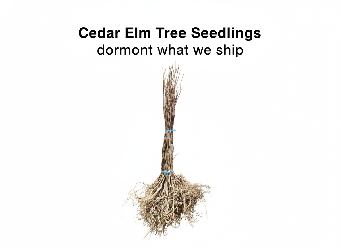 Cedar Elm Tree Seedlings