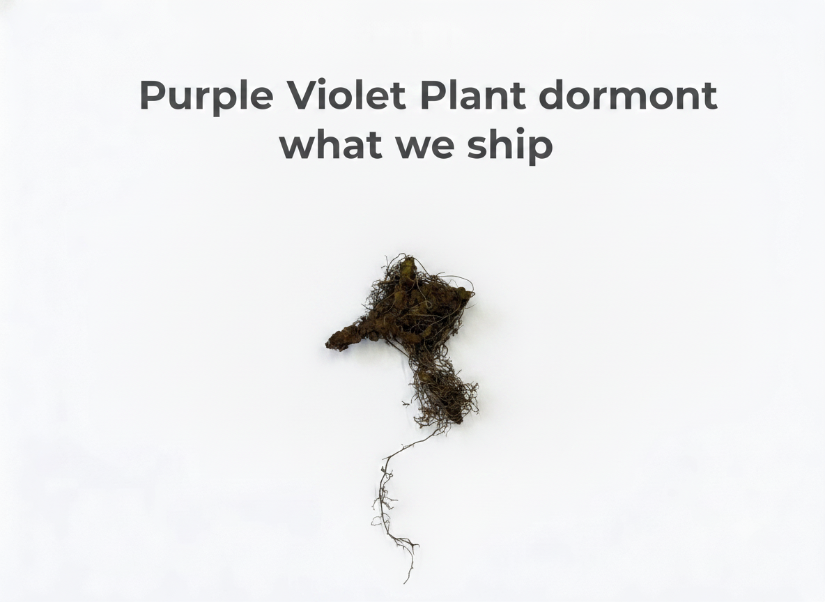 Purple Violet Plant