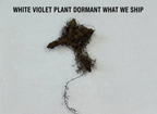 White Violet Plant