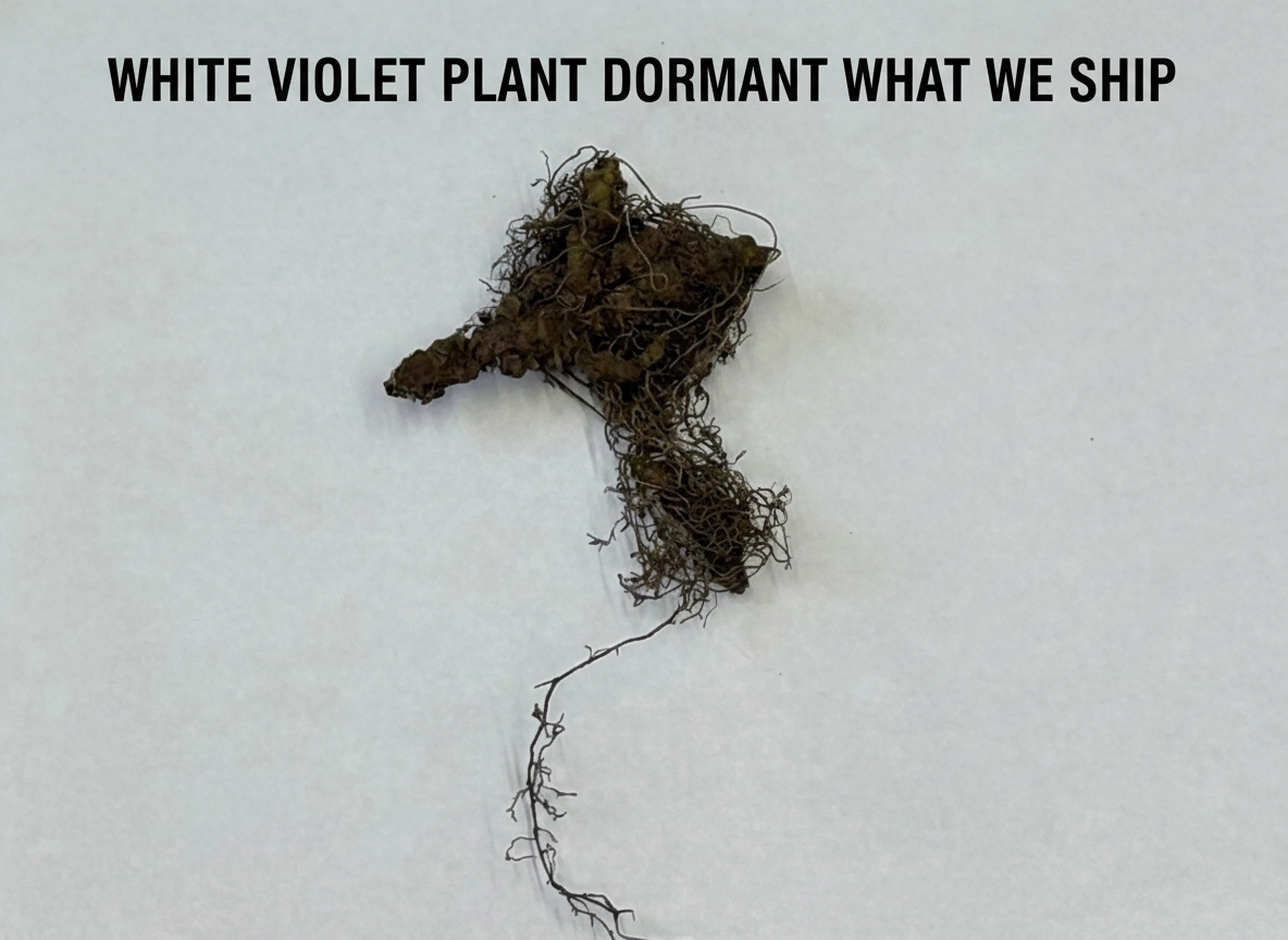 White Violet Plant