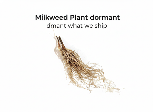 Milkweed Plant