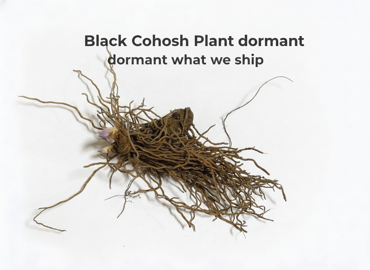 Black Cohosh Plant