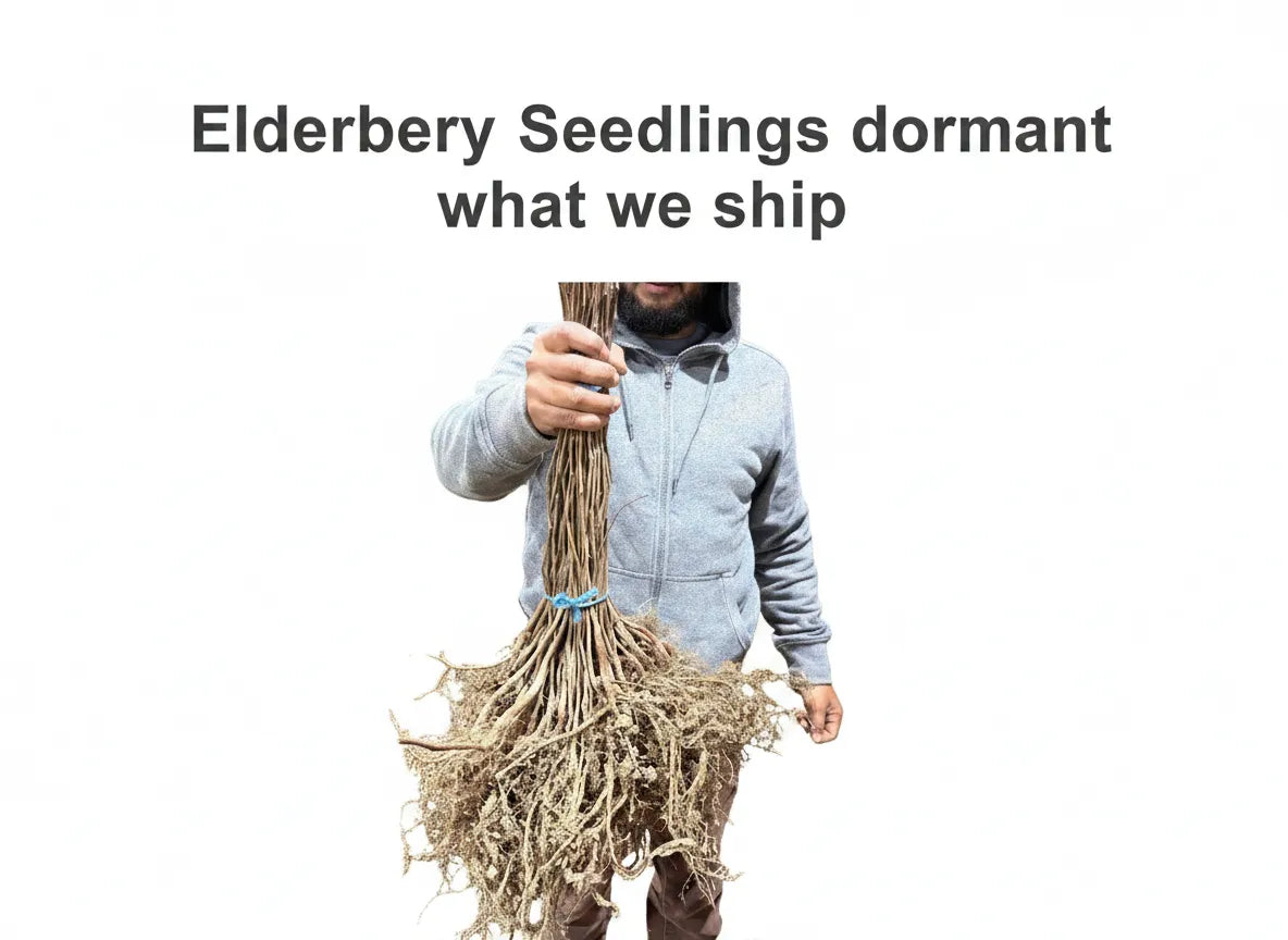 Elderberry Seedlings