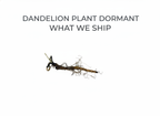 Dandelion Plant