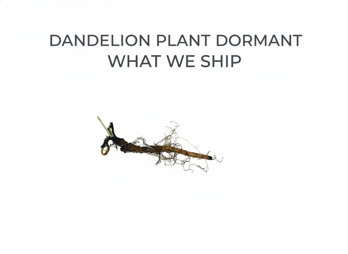Dandelion Plant