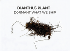Dianthus Plant
