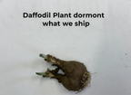 Daffodil Plant