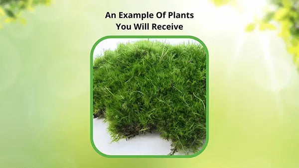 Vibrant Sphagnum moss with lush green filaments on earthy base