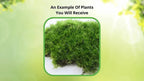 Lush Broom Forkmoss sample with vibrant green dense filaments on earthy base
