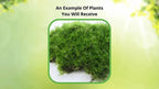 Topiary Moss: lush vibrant green moss with dense filaments on earthy base