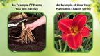 Vibrant red Partridgeberry Plant daylily with yellow center and ruffled petals