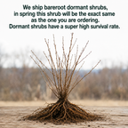 Wintergreen Boxwood Shrub