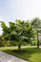 White Dogwood Seedlings
