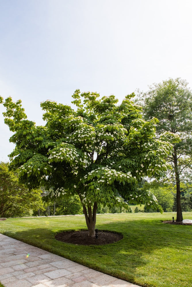 White Dogwood Seedlings
