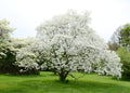 White Dogwood Tree