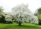 White Dogwood Tree