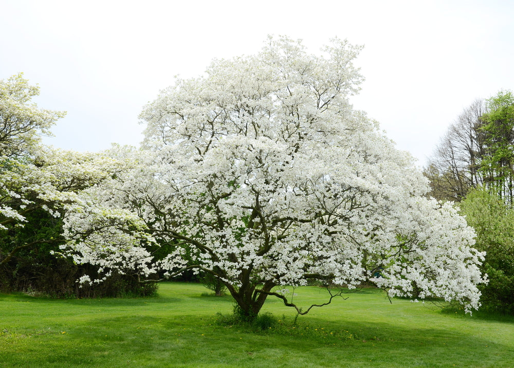 White Dogwood Tree