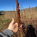 Hand holding reddish-brown pussy willow live stakes with buds