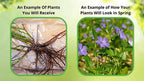 Vibrant Periwinkle plant with purple flowers and lush green leaves outdoors