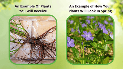 vines Before and After