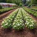 Rows of white dogwood seedlings flowering in neat garden bed lines